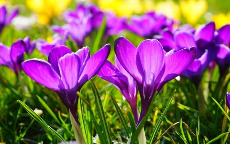 How to Make Easter special for kids
